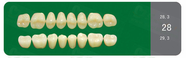 SA31 Acrylic Resin Teeth Three3